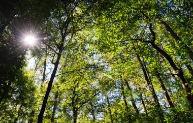Congaree Milli Parkı koru