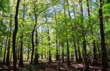 Congaree Milli Parkı koru