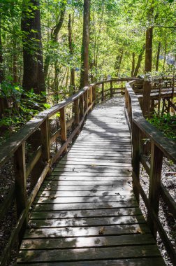 Congaree Milli Parkı koru