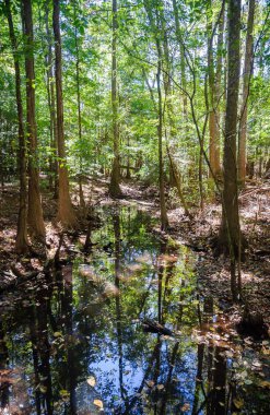 Congaree Milli Parkı koru