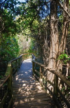 Congaree Milli Parkı koru