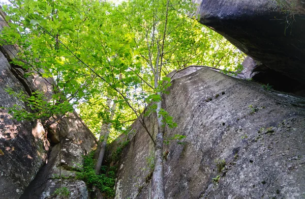 Forêt Nationale Allegheny Pennsylvanie — Photo