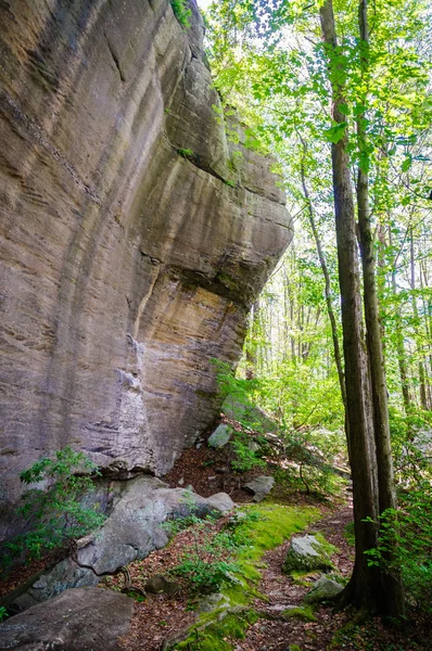 Forêt Nationale Allegheny Pennsylvanie — Photo