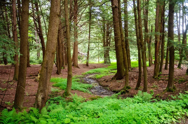 Chapman State Park Pennsylvania — Foto Stock