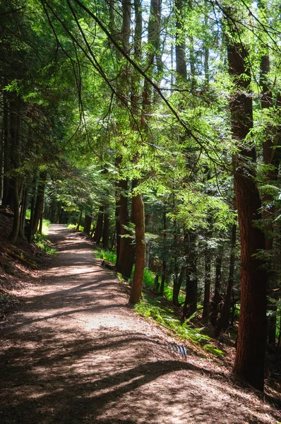 Lage Nasjonalpark Skog – stockfoto