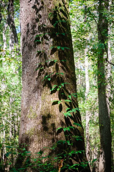 Congaree Milli Parkı Koru — Stok fotoğraf