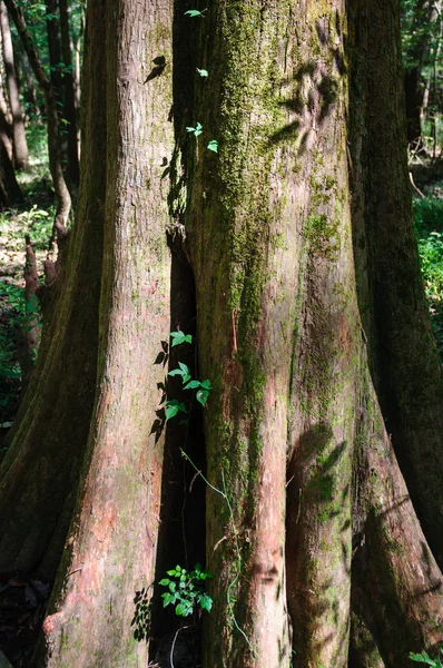 Congaree Milli Parkı Koru — Stok fotoğraf