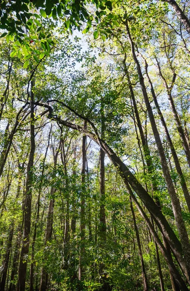 コンガリー国立公園保護区 — ストック写真