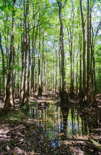 Congaree Milli Parkı Koru — Stok fotoğraf