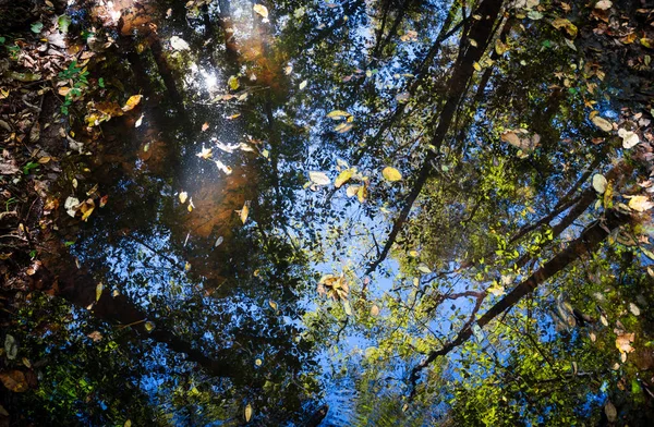 Congaree Nationalpark — Stockfoto