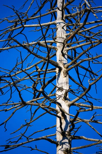 Große Rauchige Berge Nationalpark — Stockfoto