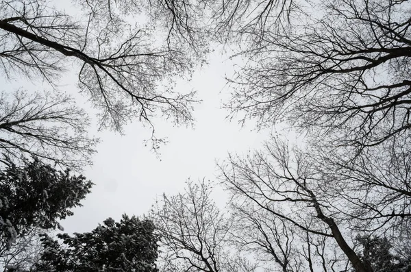 Uzun Point Devlet Parkı — Stok fotoğraf