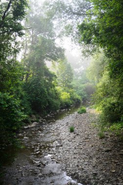 Allegheny Ulusal Ormanı, Pennsylvania 
