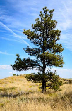 Scotts ulusal anıt blöf