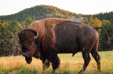 Black hills, Güney dakota