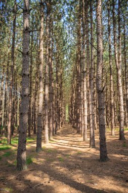 Tionesta göl ve baraj