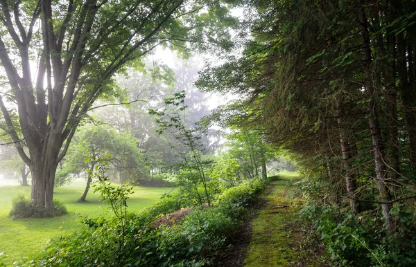 Allegheny Ulusal Ormanı Pennsylvania — Stok fotoğraf