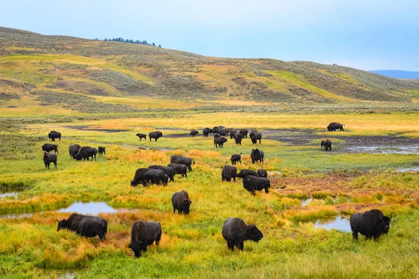 Yellowstone National Park Wyoming — Stock Photo, Image