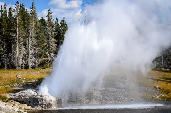 Gulstens Nationalpark Blomstrande — Stockfoto