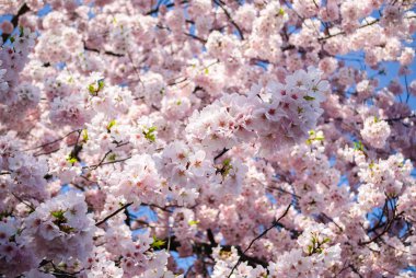 Cherry Blossom Festivali, Washington Dc