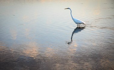 Chesapeake Körfezi Köprüsü, Maryland