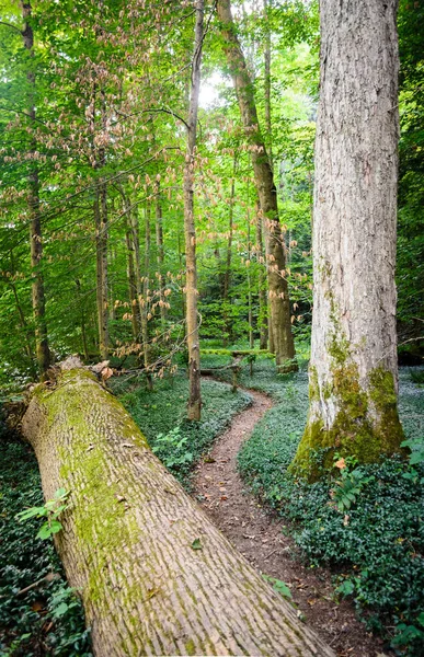 Zona Conservazione Della Valle Dello Zoar — Foto Stock