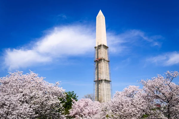 Monumento Washington Durante Festival Las Flores Cerezo — Foto de Stock