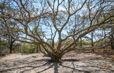 Assateague Adası Milli Seashore