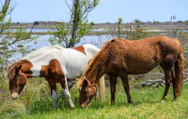 Assateague Adası Milli Seashore
