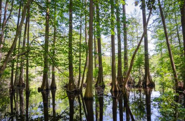 Tuzak Pond State Park