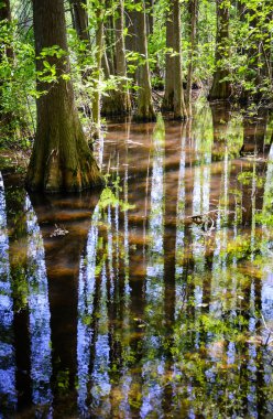 Tuzak Pond State Park