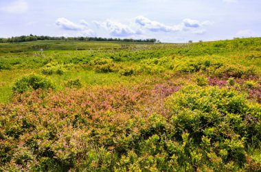 Shenandoah Milli Parkı doğa