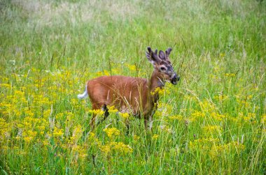 büyük smoky Dağları Milli Parkı