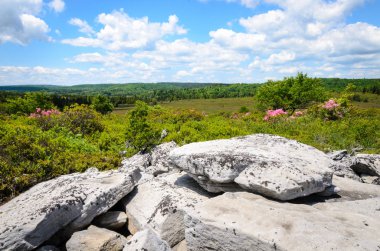 Ayı koru, Monongahela Ulusal Ormanı kayalar
