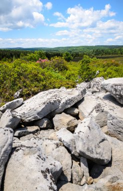 Bear Rocks Preserve, Monongahela National Forest clipart