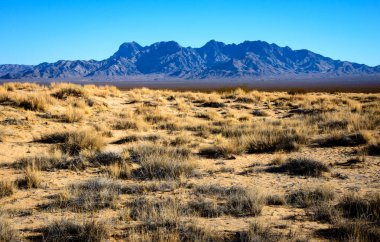 Mojave Ulusal koru, Blm