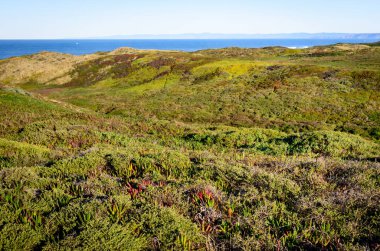 Point Reyes Ulusal Deniz Kıyısı