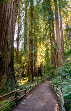 Muir Ormanı Ulusal Anıtı
