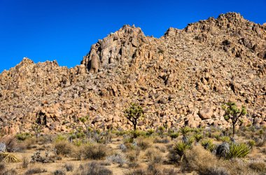 Joshua Tree Ulusal Parkı