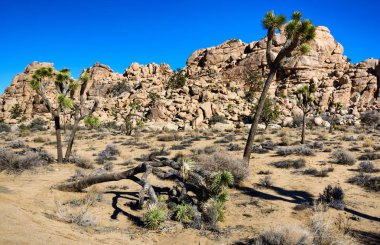 Joshua Tree Ulusal Parkı