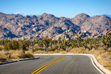 Joshua Tree Ulusal Parkı