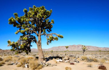 Joshua Tree Ulusal Parkı