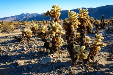 Joshua Tree Ulusal Parkı