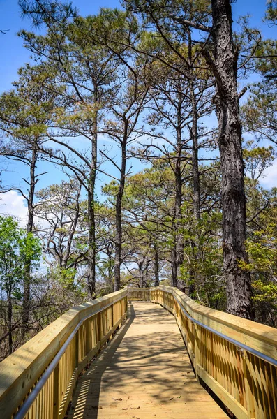 Assateague Island National Seashore — Stock Photo, Image