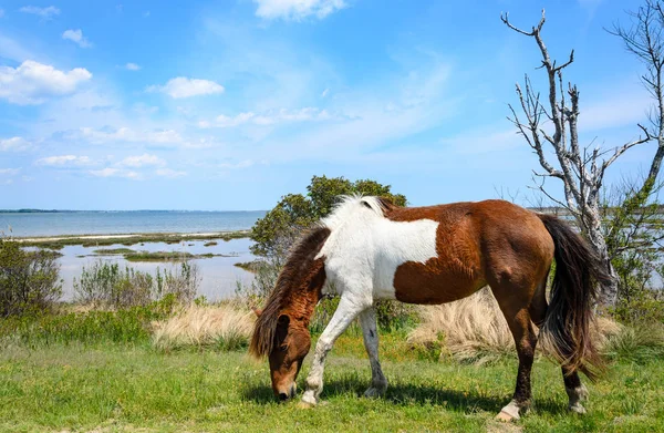 Assateague Island Nationale Meeresküste — Stockfoto