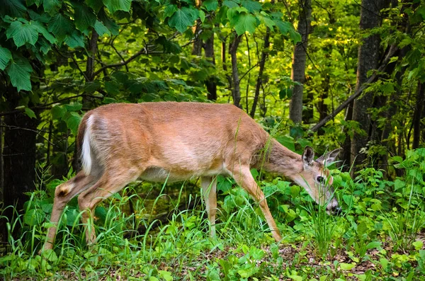 Parc National Shenandoah Nature — Photo