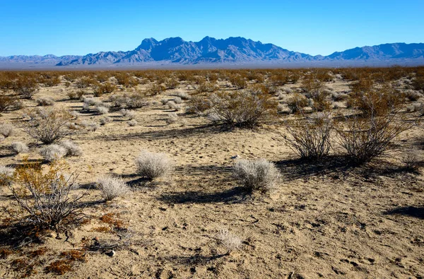 Reserva Nacional Mojave Blm — Foto de Stock