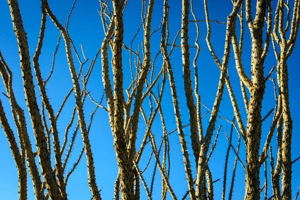 Joschua Baum Nationalpark — Stockfoto