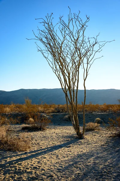 Joshua Arbre Parc National — Photo