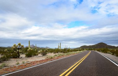 Organ Borusu Kaktüsü Ulusal Anıtı